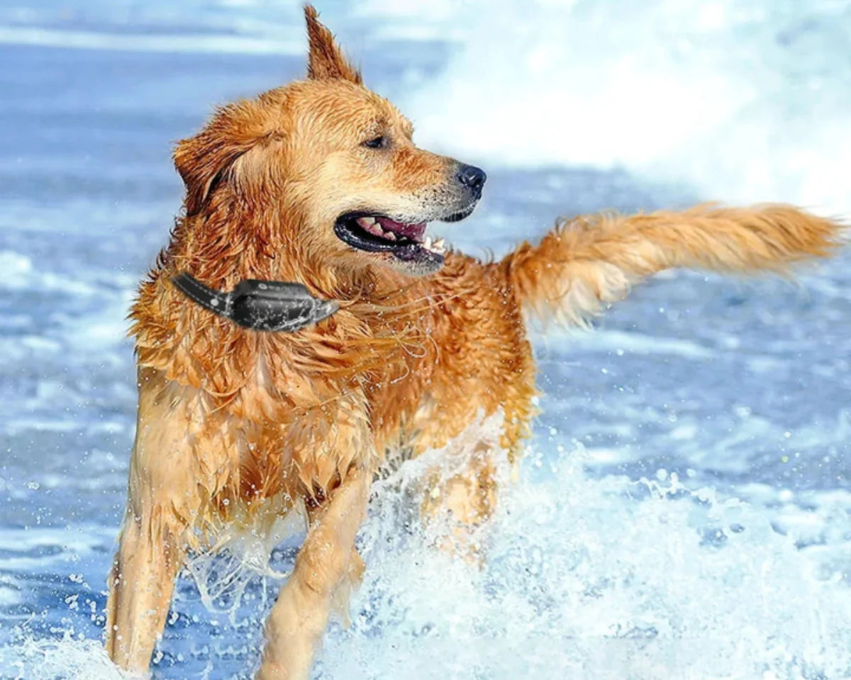 CanisPro Waterproof Electric Dog Training Collar With Remote 16 Static Levels 1km Range Tone And Vibration Modes