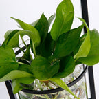 LumiLeaf planterlampa