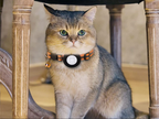 קולר לחתול PawGuard Luna עם אבזם בטיחות, נראות לילה רפלקטיבית ומתקן GPS משולב