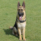 מערכת גדר אלחוטית PawGuard לכלבים עם קולר 9–240m