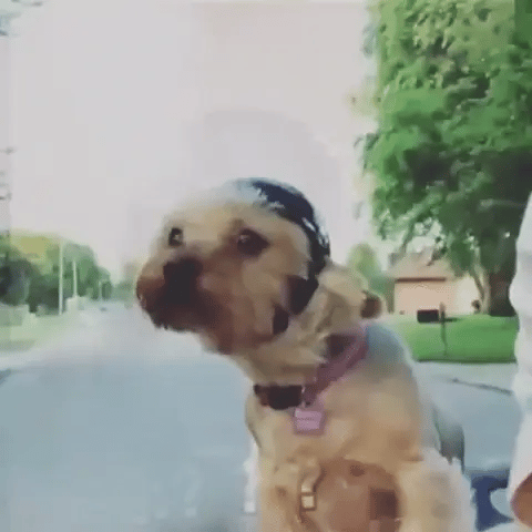 קסדת מוטו ומשקפי מגן אופנתיים PawRider לכלבים בבטחה