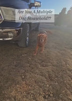 Collare per addestramento cani AstraPaw 1000m, impermeabile